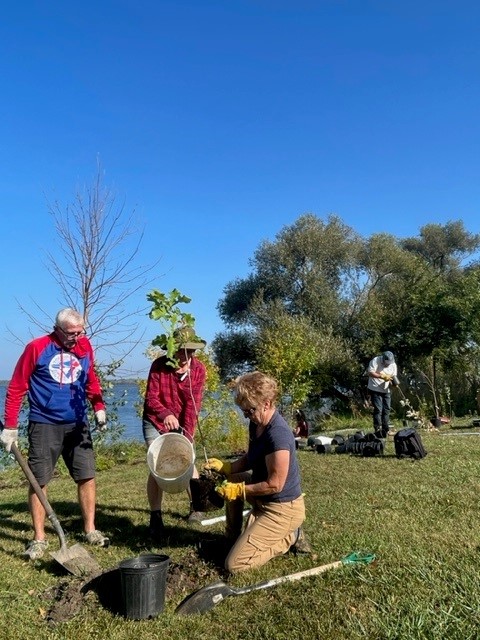 quinteca's tweet photo. Last weekend, we restored the Centennial Park shoreline in North Port with low-growing flowering native shrubs, wildflowers and a few trees alongside the Sophiasburgh Recreation Committee, @Shire_Hall and community volunteers, with support from @BQRAP.
#QuinteConservation https://t.co/nngTjJHkwi