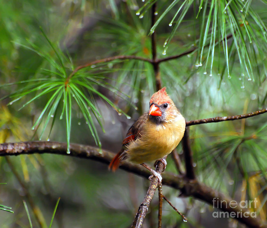 KerriFar's tweet image. Lady in the Rain ~ ow.ly/TaWq50POYbP ~ #FemaleCardinal #BirdPhotography ~ ow.ly/awAx50POYbQ ~ #NewRiverNature #NaturePhotography