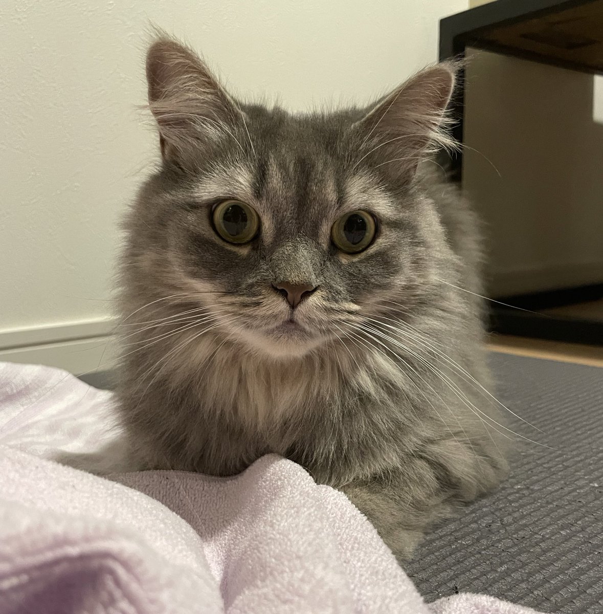 夜遊びタイム

#猫 #にゃんこ #ねこ #サイベリアン #猫のいる幸せ #猫のいる生活 #猫好き #猫好きさんと繋がりたい #cat #siberian #catlover #catlife #ねこのきもち #ねこのいる生活 #siberiancat