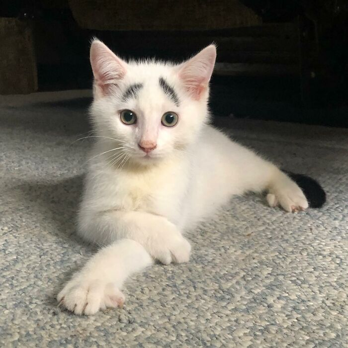TranslatedCats's tweet photo. Eyebrows are the crown of the cat. https://t.co/9pnv1srm1m