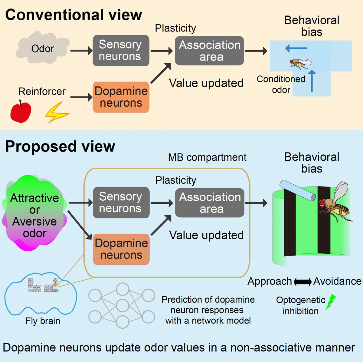 Excited to share that my PhD work is now published in @CellReports ! We showed that Drosophila dopaminergic neurons encode innate odor values and continuously update the values in a non-associative manner!! Check out full story: cell.com/cell-reports/f… and the summary 🧵↓ 1/n