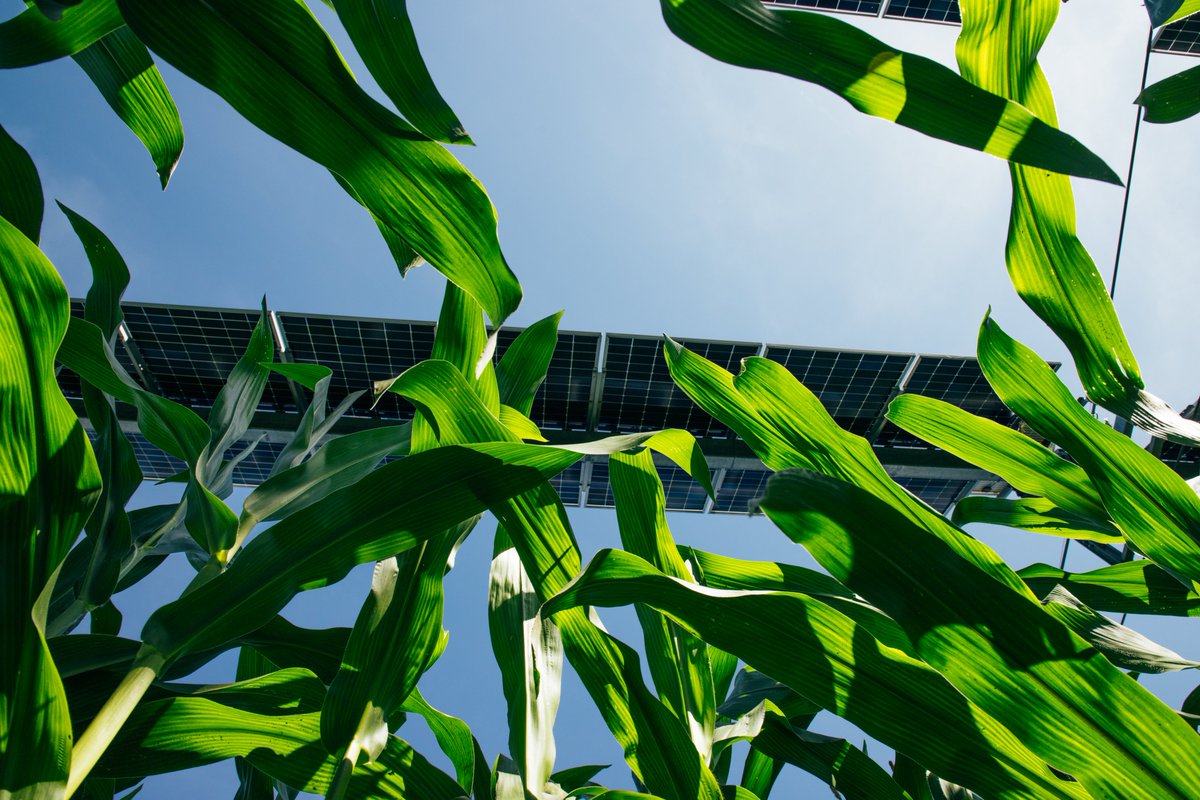 In France, crops and solar panels are sharing sunlight 💚🌾🌞

The interplay between agriculture &amp; renewable energy production will avoid 6,982 tonnes of CO2 equivalent of #GHGemissions or +32 million kms by car 🤯

More on this #InnovationFund project 👉 europa.eu/!wcxtqX