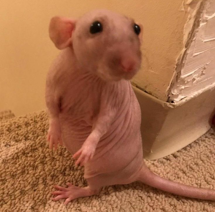 FayLPaints's tweet photo. What did the pet groomers do to my boy Algernon 😭😭😔😔😔💔💔💔@algerno64958694 https://t.co/WNwCEoEaCm