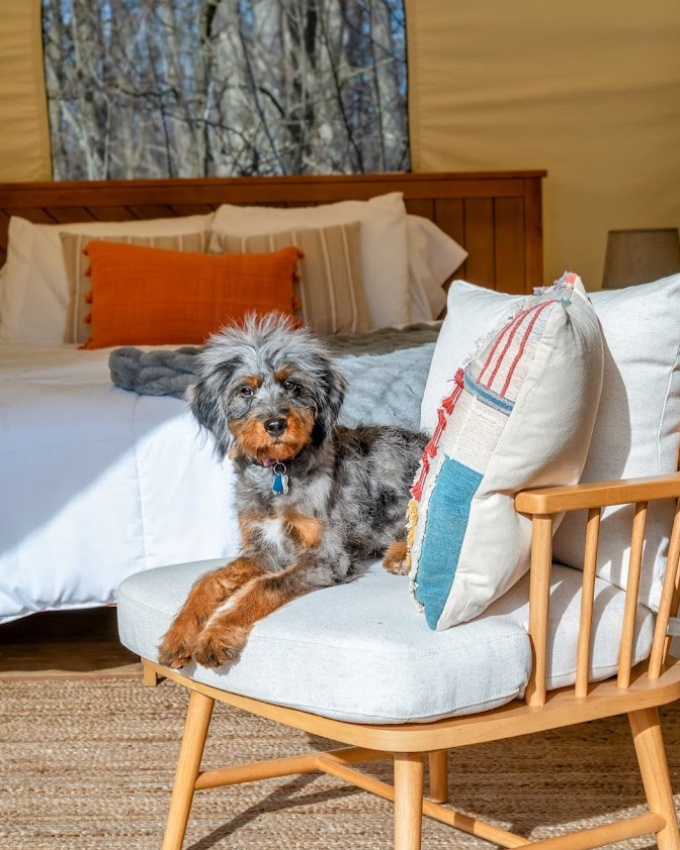 It's Throwback Thursday and we're featuring a few of our past guest's pets who have had a wonderful time at our glampground.