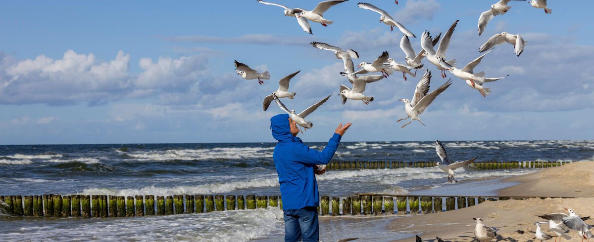 Meeuwen verschillen individueel sterk in hun persoonlijkheid, maar ook in hun leer- en denkvermogen. @ugent onderzoekers gaan na hoe die verschillen ontstaan. En welke impact dat heeft op hun verdere leven. #Testerepmagazine sprak met cognitief psycholoog Frederick Verbruggen &…