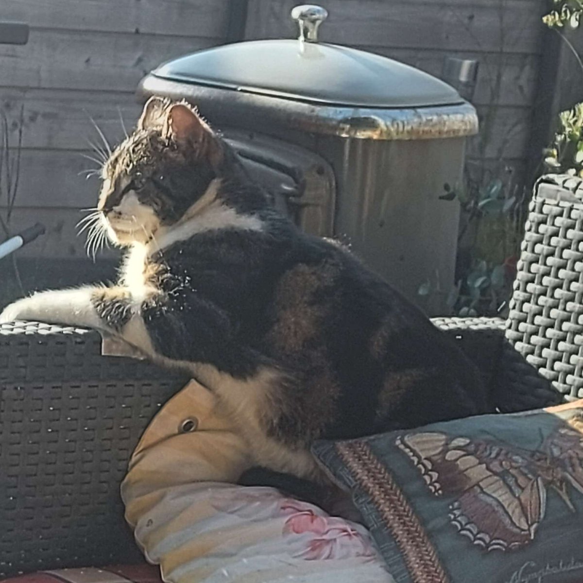 CraftBumble's tweet photo. Today we are introducing Moderator Joy!! He loves taking long naps in the weirdest places like in a plant pot??? He screams for a living and will lick you to get what he wants. ~🌻 https://t.co/V7C8XYFtUb
