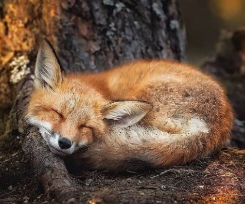 The sleeping #fox catches no poultry.” ~ Benjamin Franklin #animals