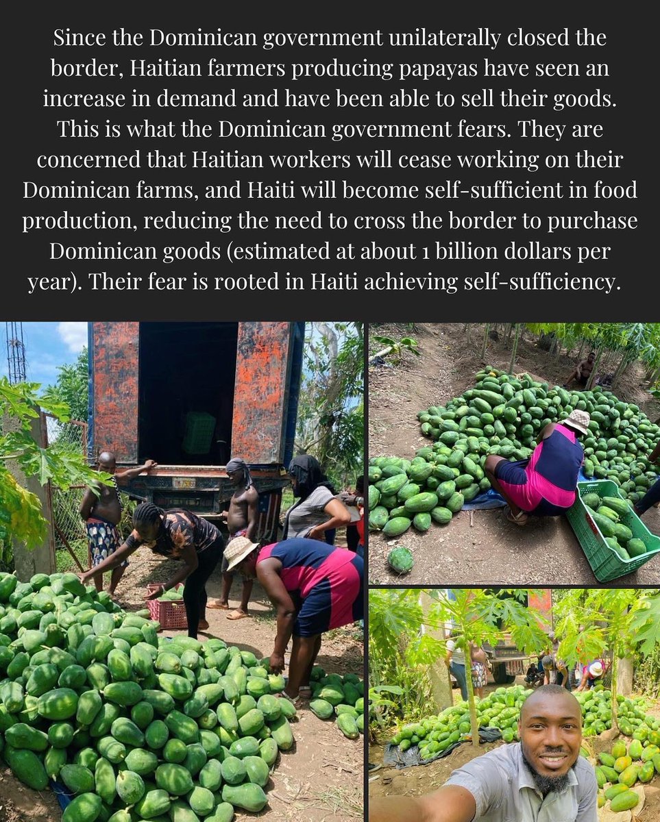 FacesOfHaiti_'s tweet image. 👏🏿 “Since the Dominican government unilaterally closed the border, Haitian farmers producing papayas have seen an increase in demand and have been able to sell their goods. 

This is what the Dominican government fears. They are concerned that Haitian workers will cease working…