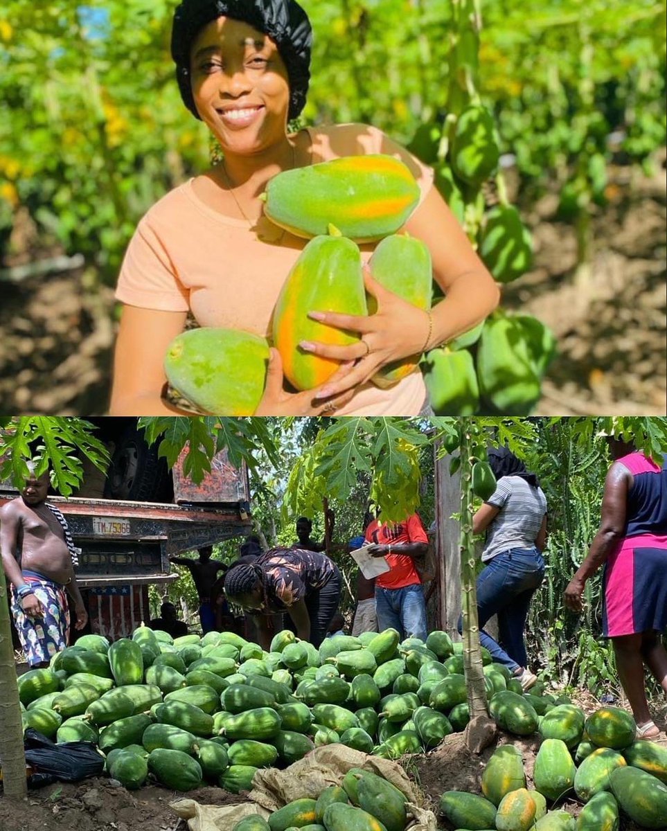 FacesOfHaiti_'s tweet image. 👏🏿 “Since the Dominican government unilaterally closed the border, Haitian farmers producing papayas have seen an increase in demand and have been able to sell their goods. 

This is what the Dominican government fears. They are concerned that Haitian workers will cease working…
