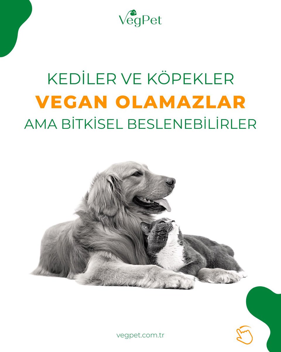 VegPetcomtr's tweet photo. Kediler ve Köpekler vegan olamazlar ama bitkisel beslenebilirler!💚

Blog yazımızı okuyarak güncel bilimsel çalışmanın detaylarına ulaşabilirsiniz 🌱 

https://t.co/zis3FXnLYb

#vegpet #vegan #veganmama #vegankedimaması #veganköpekmaması #plantbased #petfood #kediler #köpekler https://t.co/V6b4p0iCSQ