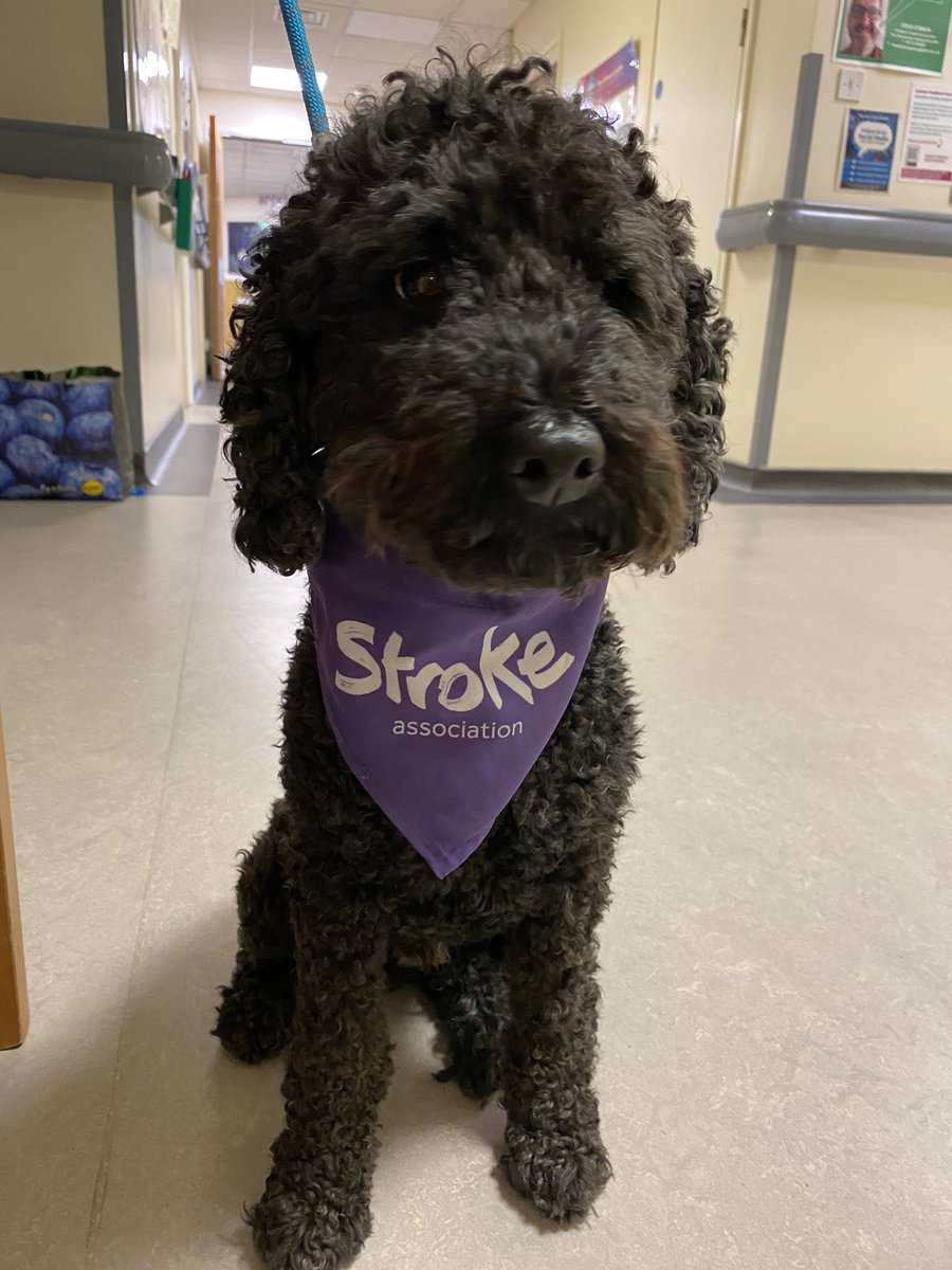 rookwoodbCDH (@rookwoodblthtr) on Twitter photo We had a lovely visit from Teddy who is the therapy dog from the stroke association, he brought a smile to patients, staff and visitors today, Thankyou Teddy x 🐾 <a href="/TheStrokeAssoc/">Stroke Association</a> <a href="/StrokeTherapies/">LancsHosp - Stroke Therapies</a> <a href="/ChrisWinster/">Chris winster</a> <a href="/JustineDaviesRN/">Justine Davies</a> <a href="/jackie_denton1/">Jackie Murray</a> We had a lovely visit from Teddy who is the therapy dog from the stroke association, he brought a smile to patients, staff and visitors today, Thankyou Teddy x 🐾 <a href="/TheStrokeAssoc/">Stroke Association</a> <a href="/StrokeTherapies/">LancsHosp - Stroke Therapies</a> <a href="/ChrisWinster/">Chris winster</a> <a href="/JustineDaviesRN/">Justine Davies</a> <a href="/jackie_denton1/">Jackie Murray</a>
