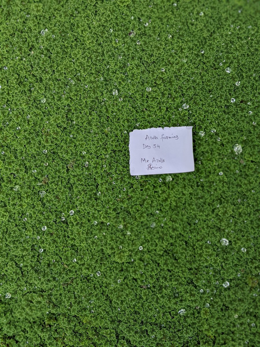 iAmLyimo's tweet photo. Leo nina sheherekea miezi nane ya kufanya kilimo Cha azolla. 

Kuvuna ni baada ya siku tatu. 
#AzollaFarming #SDG1 https://t.co/A0HqzK9CMv