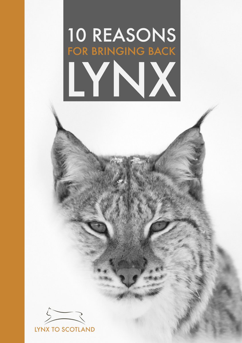 'We need to address the fact that we have driven all of our large predators to extinction and so far, failed to allow a single one of them back.' 
Discover 10 reasons for bringing back lynx: bit.ly/46uSeUi
#WildlifeComeback @treesforlifeuk @LifescapeProj