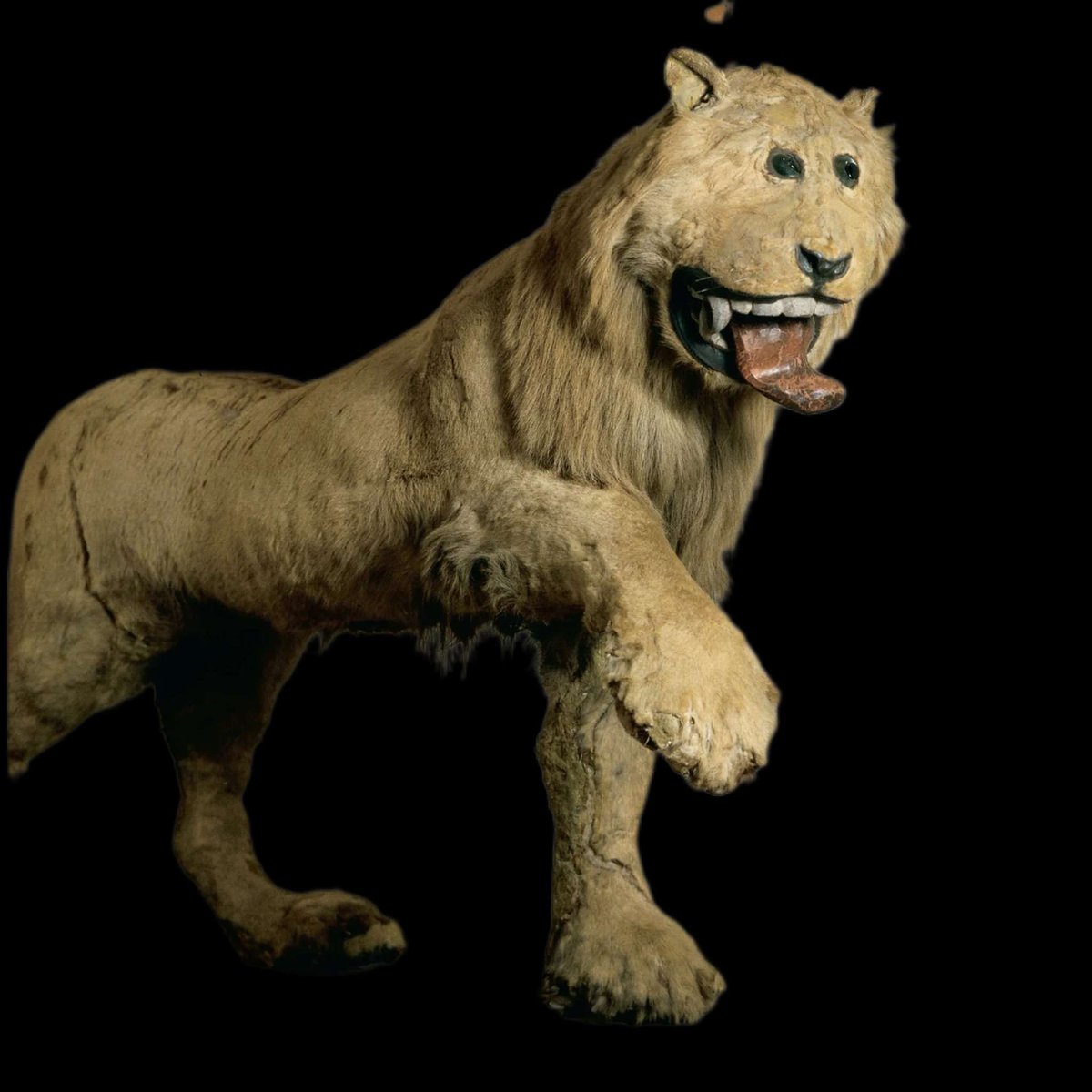 washmo_commoner's tweet photo. I can’t say I’m a fan of lions. Score prediction for tomorrow-10000 WHS-0 FZE https://t.co/QJeHOh3Ybi