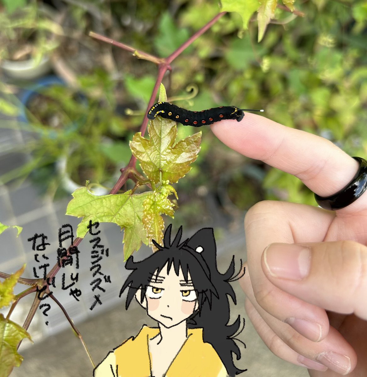 🐛リャン次郎と虫と…🐛⚠️ 