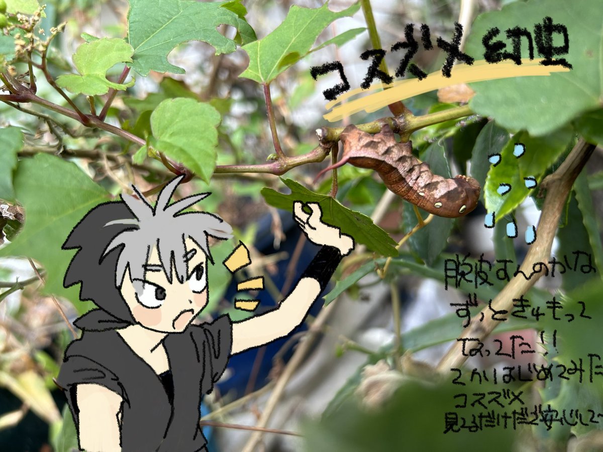 🐛リャン次郎と虫と…🐛⚠️ 