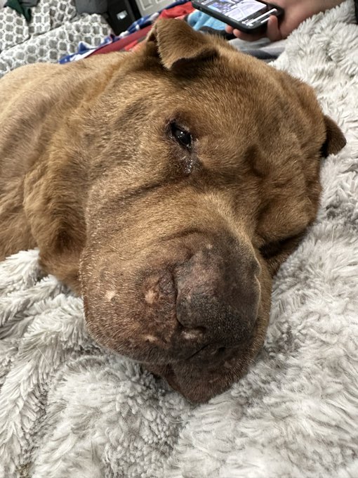 My furbaby is gone. She fought hard but she was having seizures all night and as soon as we brought her