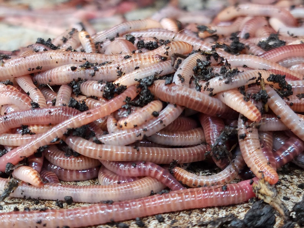 Maybe Bill Dance was onto something when he joked about eating worms 😅
Red worms are 70% protein and contain more amino acids than salmon or other Meats.
We are feeding the fish good!

#billdance #fishing #worms #fishing #livebait #fishingbait #takeakidfishing