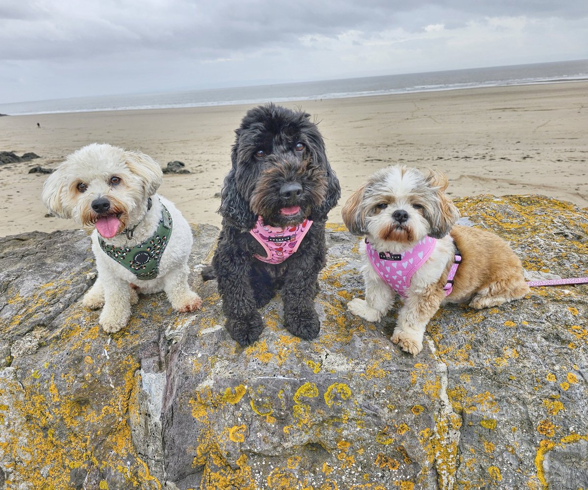 welshmummabear's tweet photo. Nice 5.35 km circular walk down Barry Island with the dogs lunch time. Overcast but lovely nonetheless π₯°π΄σ §σ ’σ ·σ ¬σ ³σ Ώπ #barryisland #barrybados #valeofglamorgan #barry #whitmorebay #watchhousebay #walkingthedogs #dogsoftwitter #wales https://t.co/MLksE0ToDY