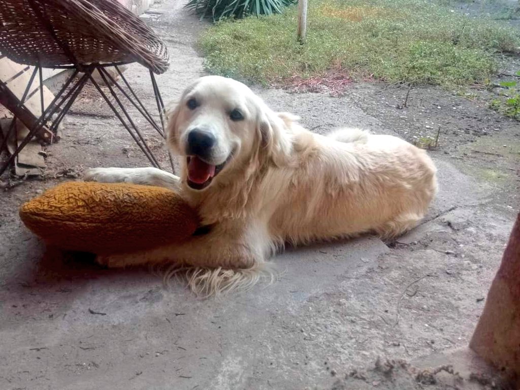 SCD_Rescue's tweet photo. THIS BOY IS NOW SAFE
What an amazing boy and he is so happy to be safe he is literally smiling.
The appeal has had an amazing response.

Thank you so much to everyone who donated.

He is so so happy to have his own little pillow too!

THANK YOU https://t.co/NSVlQZ83XF