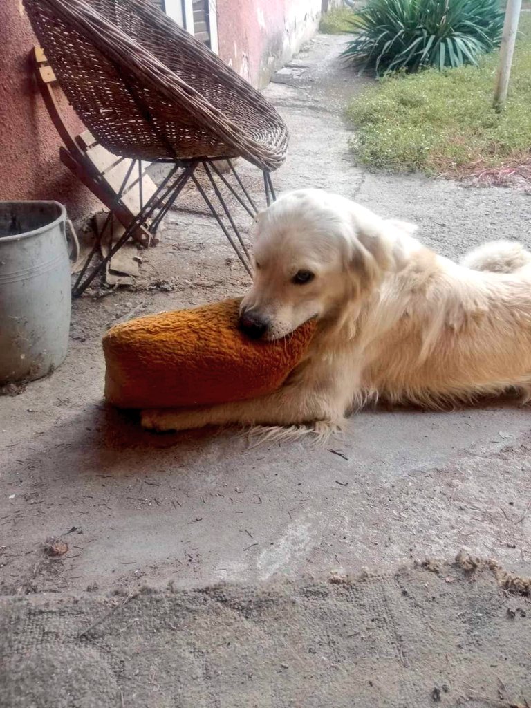 SCD_Rescue's tweet photo. THIS BOY IS NOW SAFE
What an amazing boy and he is so happy to be safe he is literally smiling.
The appeal has had an amazing response.

Thank you so much to everyone who donated.

He is so so happy to have his own little pillow too!

THANK YOU https://t.co/NSVlQZ83XF