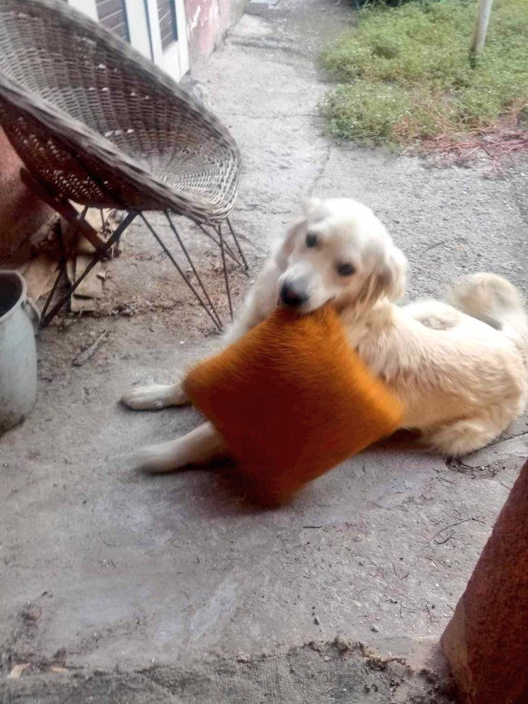 SCD_Rescue's tweet photo. THIS BOY IS NOW SAFE
What an amazing boy and he is so happy to be safe he is literally smiling.
The appeal has had an amazing response.

Thank you so much to everyone who donated.

He is so so happy to have his own little pillow too!

THANK YOU https://t.co/NSVlQZ83XF