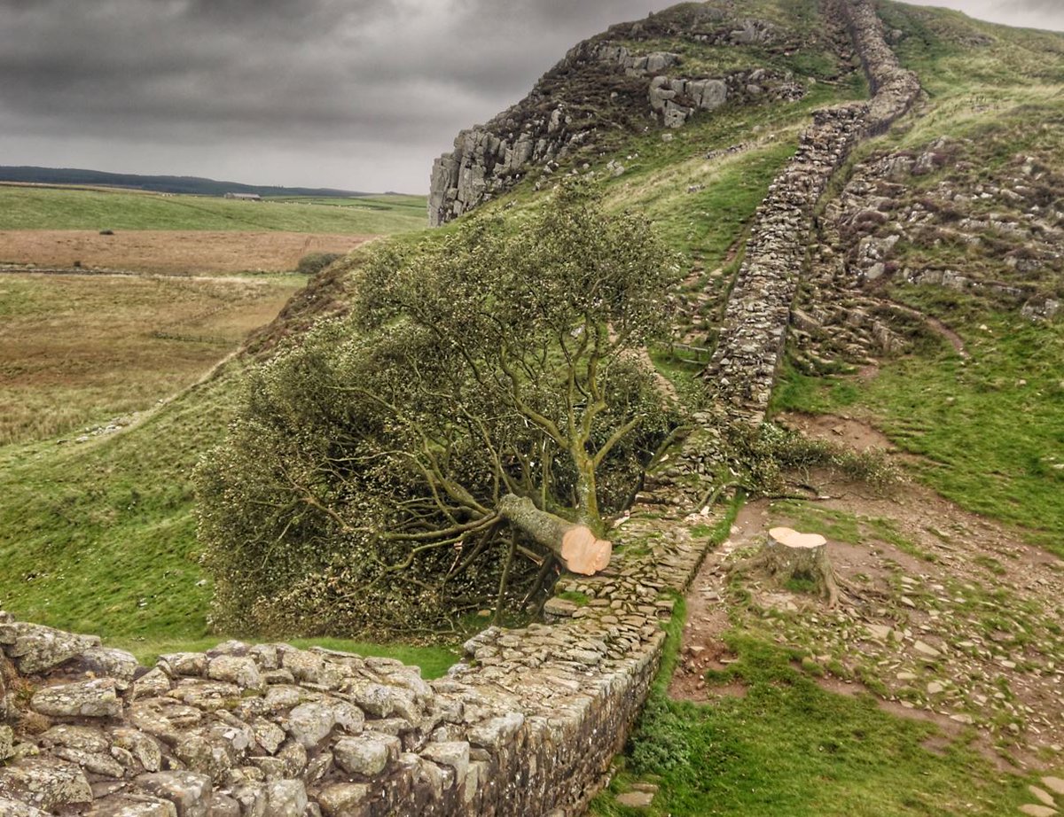 #UPDATE Officers investigating the vandalism of an iconic #Northumberland tree have made an arrest. An investigation is ongoing after the Sycamore Gap Tree was felled overnight in what we believe was a deliberate act of vandalism. (1/3) 📸 Gary Pickles/Nland National Park