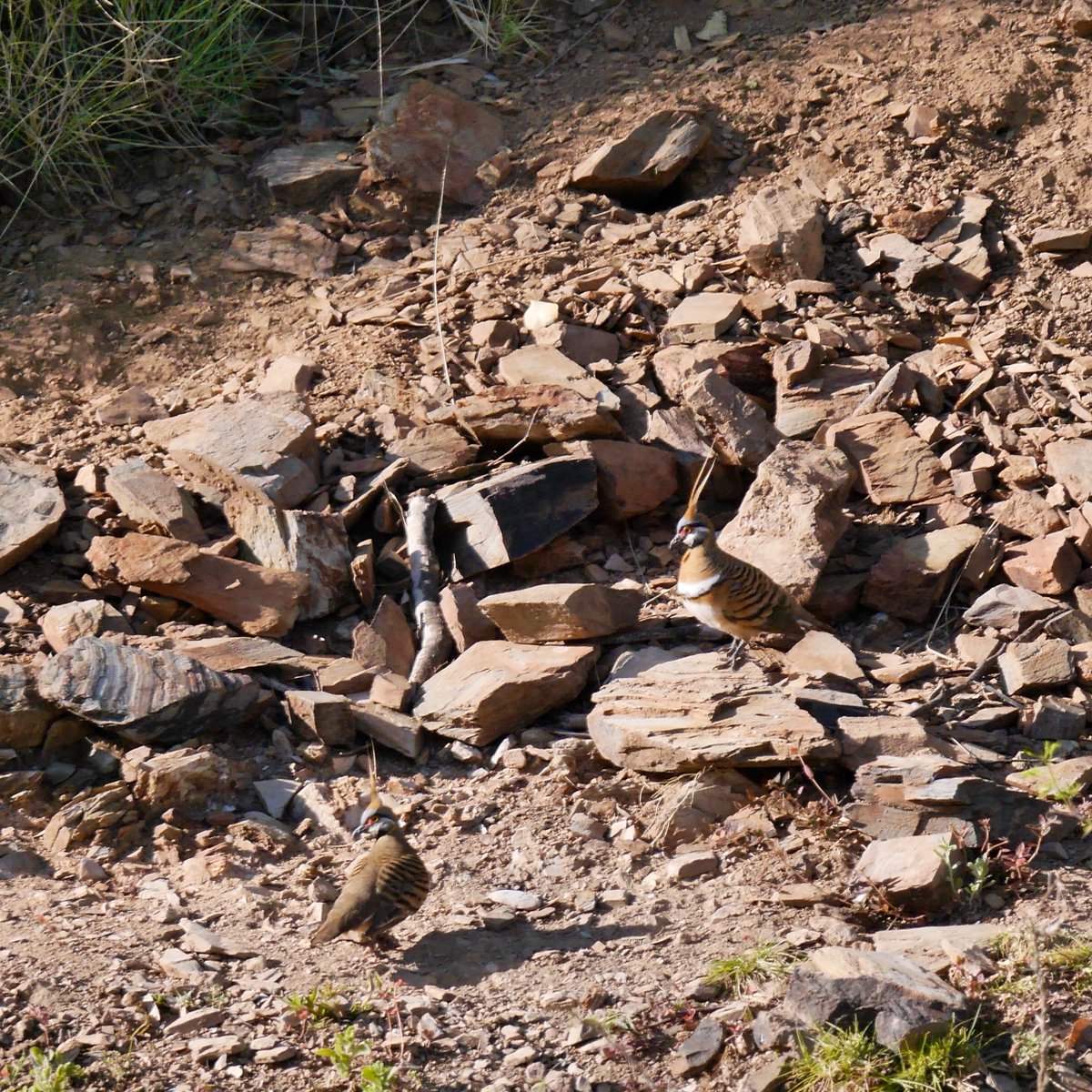 Spinifex pigeons with impressive spiky crests. Spinifex grasses  are spiky too; they go through trousers and spike you, with no visible damage on the fabric. We saw three Grasswren species. This is a Kalkadoon Grasswren.
#southaustraliatourismcommission, #bellbirdtours