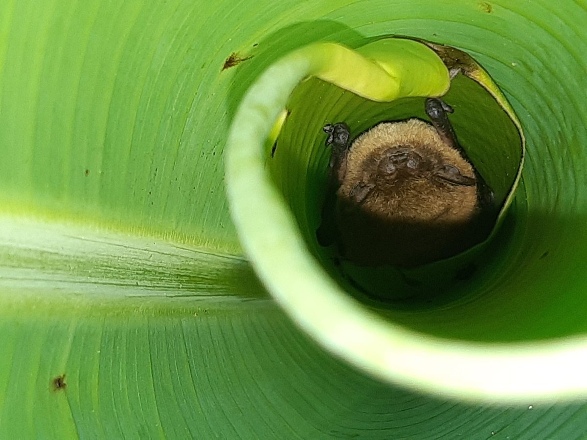 AmyPanikowski's tweet image. 7 days in a row has to be something good coming, right?

#Batrick 
Banana #bat 
(Afronycteris nana)
#BatWatch