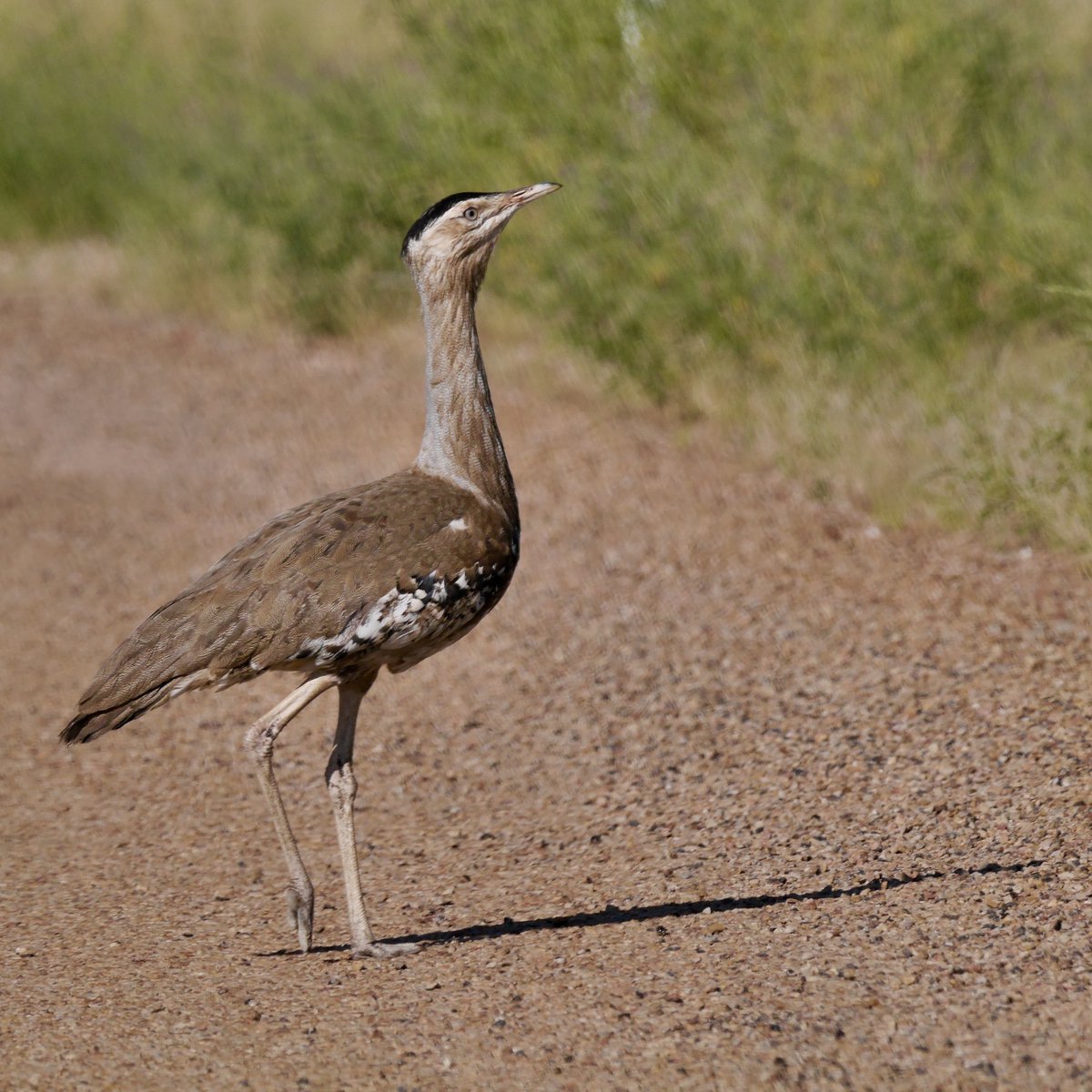 Australia: Budgies flying free. Roadside  Australian Bustards. Bellbird Tours and South Australia Tourism  Commission made my visit possible. I'll be writing about it for Bird  Watching magazine.  #southaustraliatourismcommision, #bellbirdtours, birdwatching.co.uk