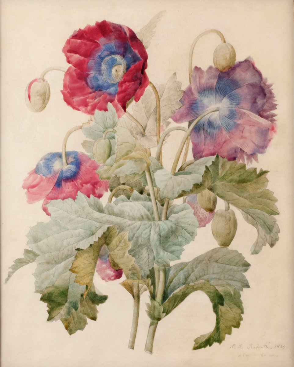 VOYAGE VOYAGE ! 🧳
Notre délicate fleur de pavot, réalisée en 1839 par Pierre-Joseph Redouté (1759-1840), a quitté les murs du musée pour rejoindre ceux de l' #ExpoFlowerPower au @MuseeGiverny qui vient d'ouvrir.