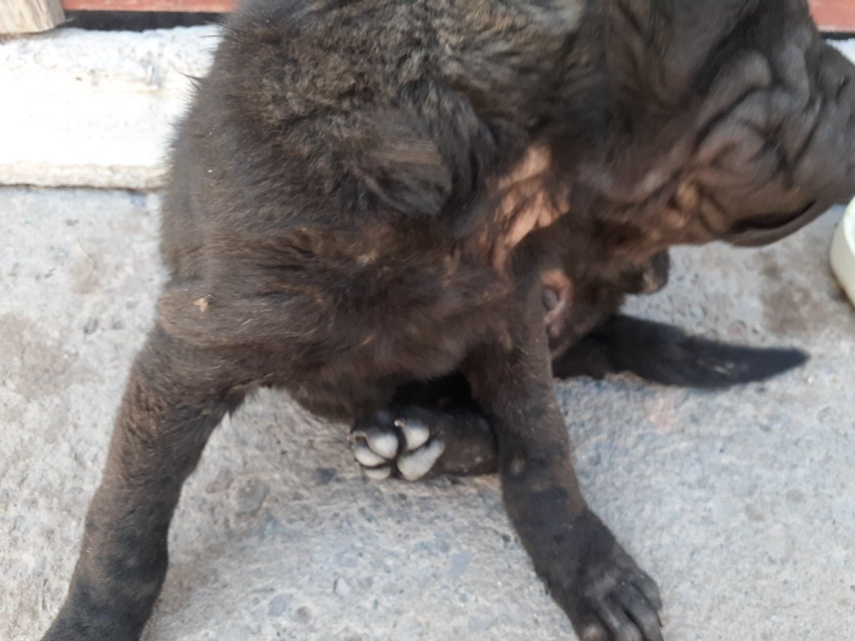 lhhfalling_'s tweet photo. de los ojos y el hongo que tiene como pueden ver en las fotos. Yo le pude pagar una de las operaciones de los y las primeras vacunas. Es una Sharpei y su nombre es Cleo. Si pueden ayudar con lo que puedan o compartiendo la publicación. Yo y ella estaríamos muy agradecidas✨♥️ https://t.co/HIUbGZ6YN8