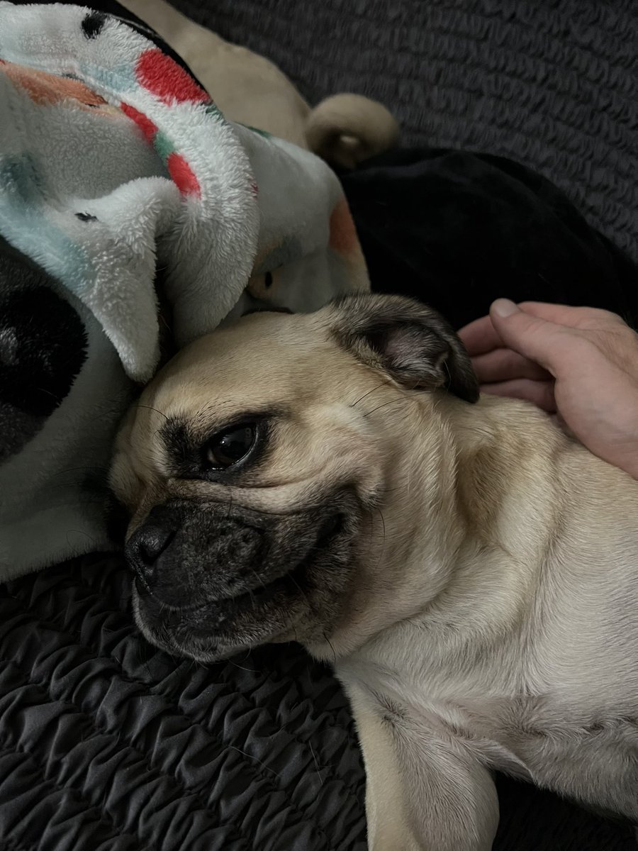 TychoPug's tweet photo. Sofia let me rub her belly, while she is on her back, for the first time. 🐾❤️ #smile

#TychoPug #SophiaPuggle #centralohiopugclub #Puglife #pug #pugsoftwitter #dog  #dogsoftwitter https://t.co/T3kmJ8SMjJ