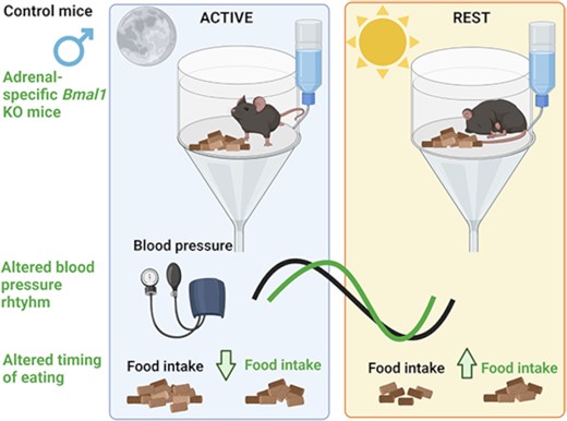 #FreeArticleOfTheWeek

Adrenal-Specific KO of the Circadian Clock Protein BMAL1 Alters Blood Pressure Rhythm and Timing of Eating Behavior

Costello et al.
ow.ly/M7XK50PQCNT

#BloodPressure