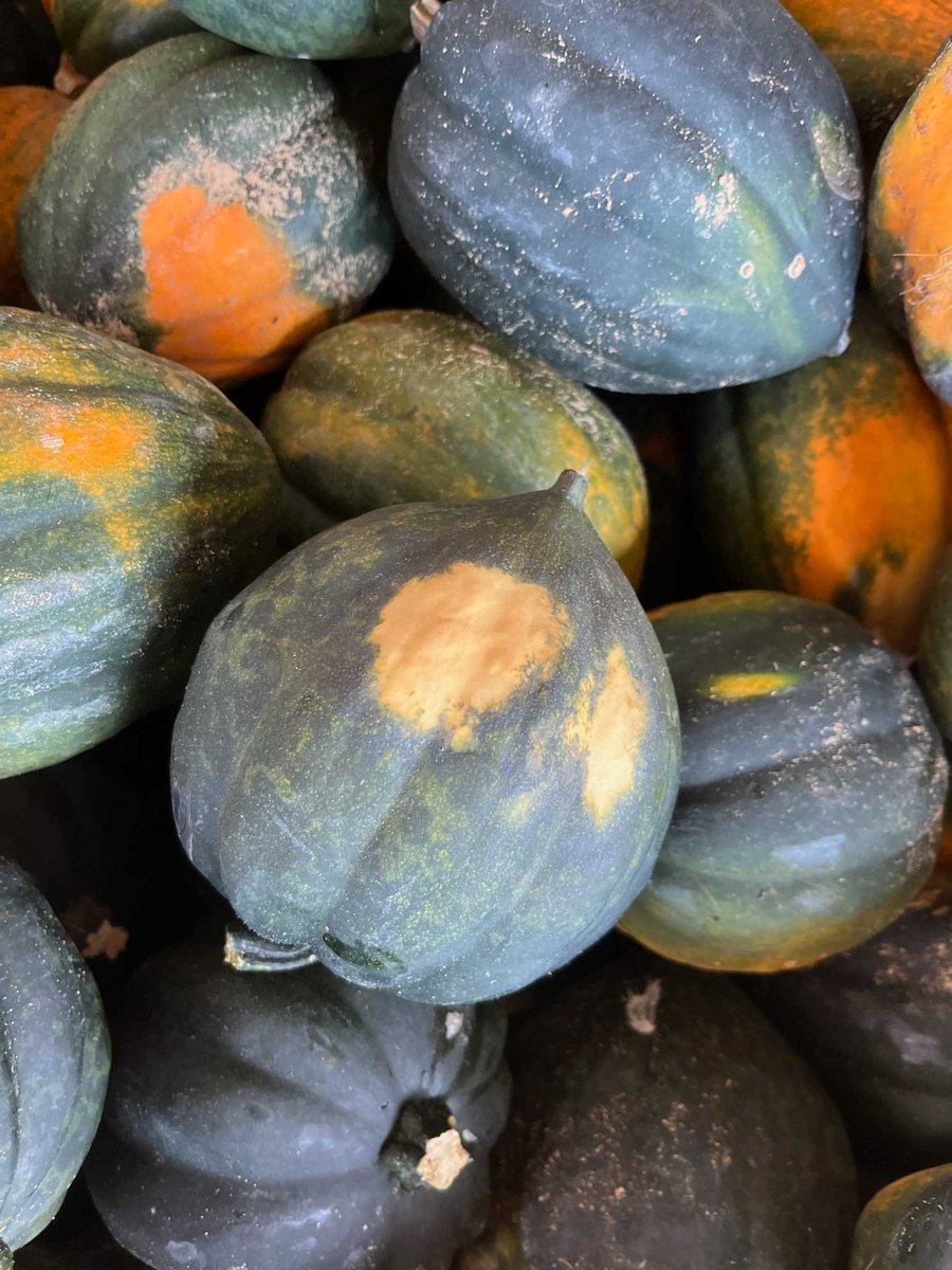 Hungry Harvest (@hungryharvest) on Twitter photo Sunscald might have given these acorn squashes a summer glow, but we’re here to show them some extra love! We were lucky enough to rescue 3K pounds from our friends at <a href="/shlagelfarms/">Shlagel Farms</a> in MD. Nutty, sweet, & versatile, they’re perfect stuffed, as a side dish, or in soups & salads! Sunscald might have given these acorn squashes a summer glow, but we’re here to show them some extra love! We were lucky enough to rescue 3K pounds from our friends at <a href="/shlagelfarms/">Shlagel Farms</a> in MD. Nutty, sweet, & versatile, they’re perfect stuffed, as a side dish, or in soups & salads!