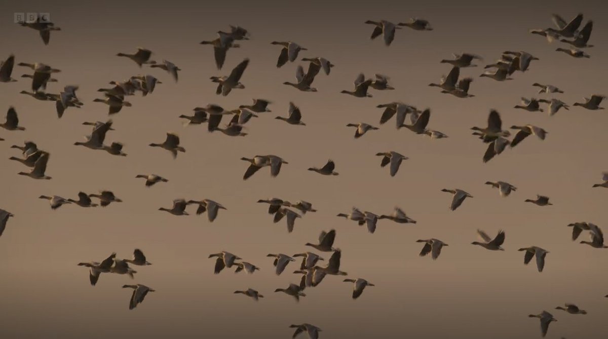 ICYMI: The latest episode of @BBCScotland's Scotland - The New Wild had the most amazing footage of Montrose Basin's pink-footed geese - it's a must see! 🤩 Watch here: bbc.co.uk/iplayer/episod… 📺46:35 (Latest pink-footed goose count: 14,500 🪿)