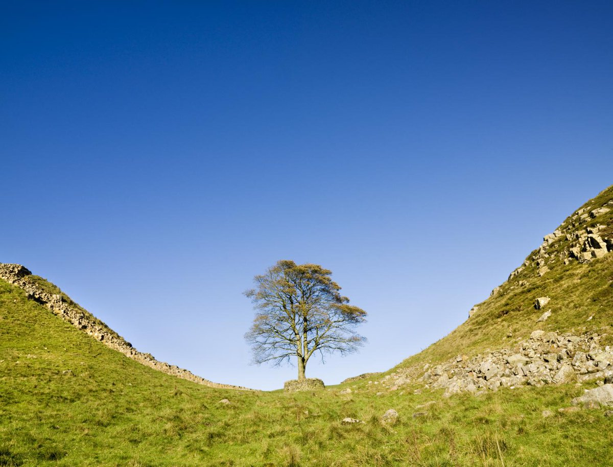 Historic England (@historicengland) on Twitter photo We are very sad to hear about the felling of the veteran 300-year-old Sycamore Gap tree at Hadrian’s Wall.
Historic England is working closely with <a href="/northumbriapol/">Northumbria Police</a>, <a href="/RuralCrimeNtwk/">National Rural Crime Network</a>, <a href="/NlandNP/">N'land National Park</a> and <a href="/nationaltrust/">National Trust</a>, and we will be visiting the site tomorrow. We are very sad to hear about the felling of the veteran 300-year-old Sycamore Gap tree at Hadrian’s Wall.
Historic England is working closely with <a href="/northumbriapol/">Northumbria Police</a>, <a href="/RuralCrimeNtwk/">National Rural Crime Network</a>, <a href="/NlandNP/">N'land National Park</a> and <a href="/nationaltrust/">National Trust</a>, and we will be visiting the site tomorrow.