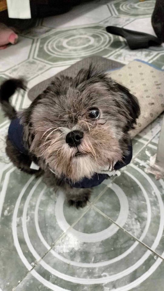 JCarlos_Valerio's tweet photo. #ServicioSocial || Ayuda para localizar a "Gillu". Se extravió en la col. Vicente Guerrero. Inf. 2228937750. 

#Puebla https://t.co/ij1rgiTdCv