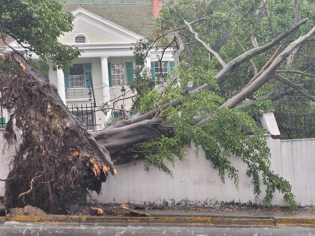 ReporteYa's tweet photo. #28Sep 3:53 p.m #Caracas #Lluvias
Se reportó la caída de un gran árbol en la Av los Mangos de la #AltaFlorida debido a lo fuertes vientos ocasionados por las lluvias de esta tarde.
El árbol cayó encima del muro de una quinta derrumbando algunas columnas y cables de alta tensión de seguridad - @globovision