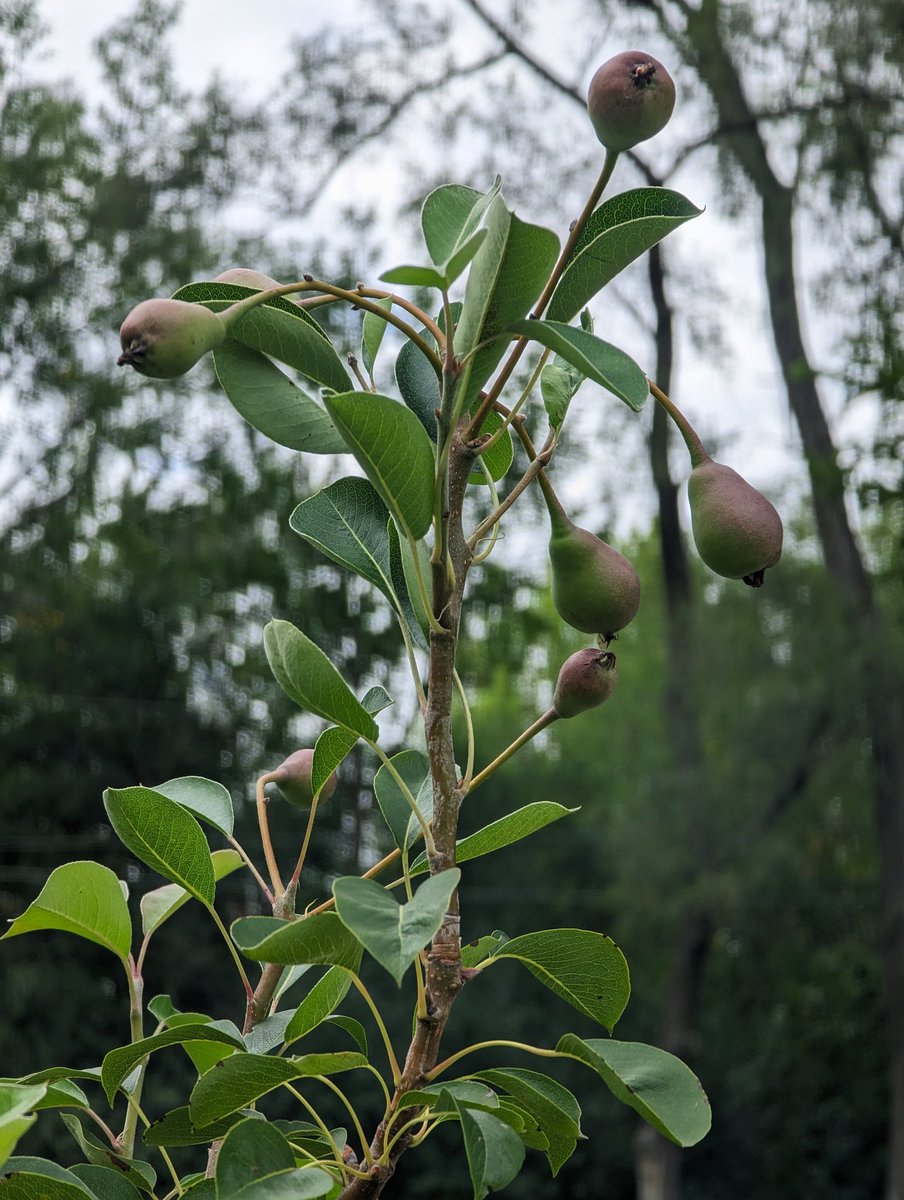 MichaelStinaff's tweet photo. Baby pear tree, what are you doing? A half dozen new pears! https://t.co/mjZ5wKThKT
