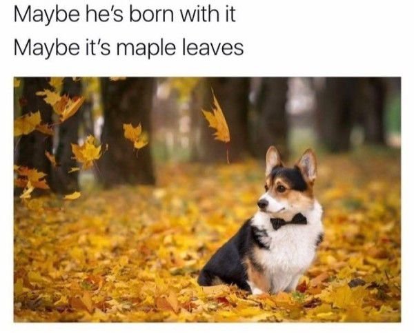 Paws_perfect_KC's tweet photo. #IYKYK 😂🐾🐾🍁
#happyfall #pawsitivelyperfectkc #dogsoftwitter https://t.co/vZXJYQCBCm