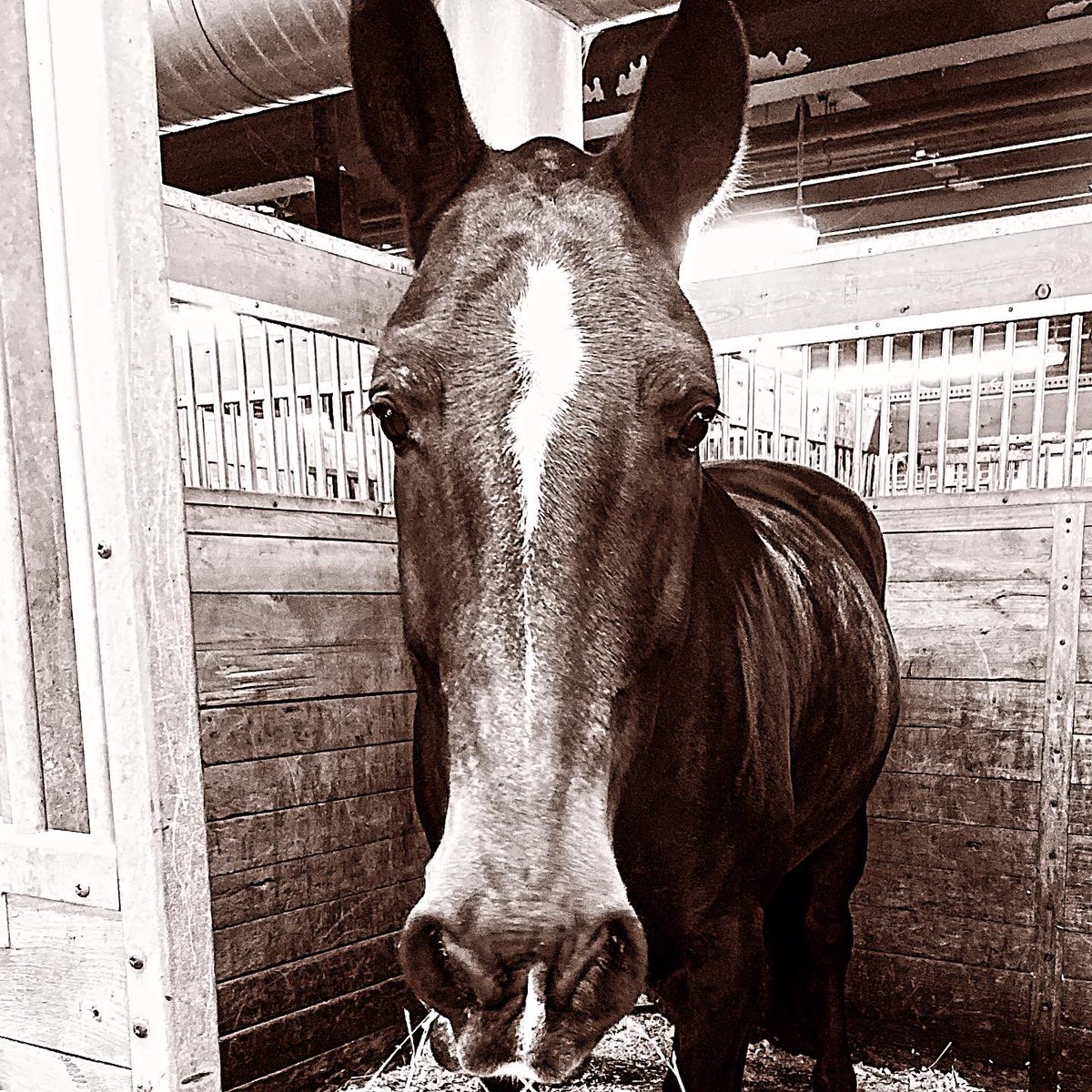 TPSMounted's tweet photo. Happy retirement #PHDavis you deserve it! We will miss you but hope u enjoy relaxin, basking in the sun and eating a lot of treats. #retirement Special horse of a special name-Jim DAVIS retired member who worked at Mounted 34yrs as a trainer of both human and horse.#policehorse https://t.co/LXhsHqRK5i