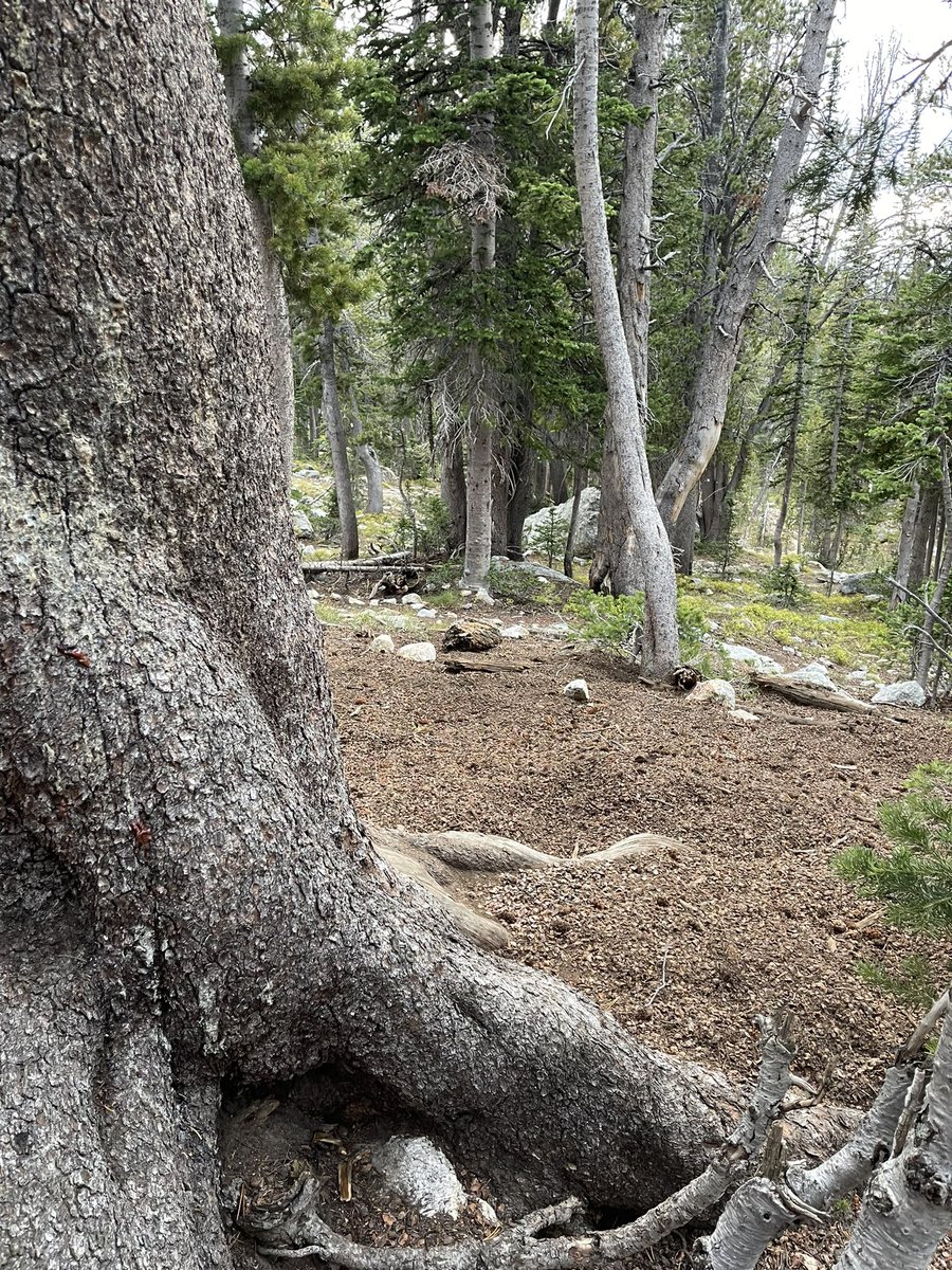 The #whitebark pine story isn’t just the story of a tree—it’s the story of an ecosystem. My favorite part of recent fieldwork was seeing this story play out, watching 4 different black 🐻 eating whitebark pine seeds from massive squirrel middens.