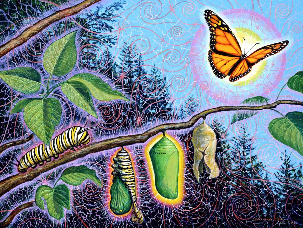 alexgreycosm's tweet image. Metamorphosis is a process of transformation we can all relate to. At an early phase of our lives we cannot possibly know what changes and mutations await us. 

On Display in Entheon!

🦋 Join Allyson &amp;amp; I for an exclusive After-Hours Tour through Entheon:
 buff.ly/469oLjg