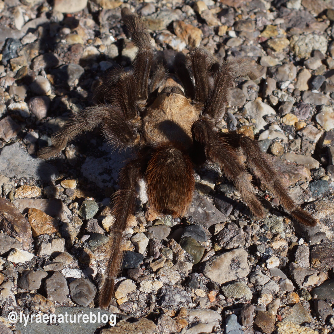 for #InsectThursday I decided to be a rebel and post an arachnid 😁. This is #Aphonopelma hentzia aka the Texas Brown #Tarantula. I found this guy last weekend on the road while I was out wildcrafting native plant seeds. These are native to south-central #USA and northern #Mexico