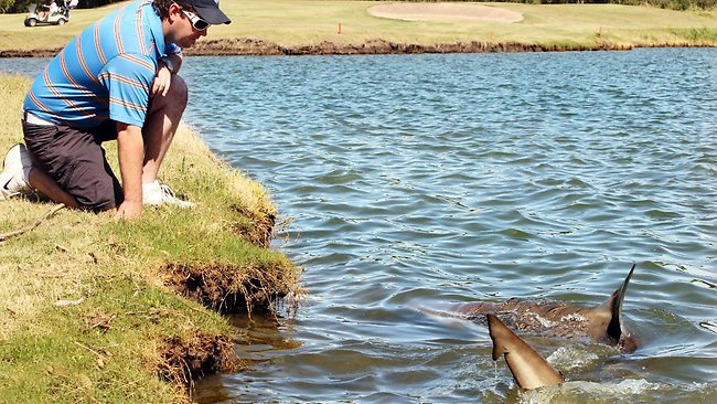 SharksEveryDayy's tweet photo. The Carbrook Golf Club in Australia gained notoriety for its unique feature - a population of bull sharks (Carcharhinus leucas) that reside in one of its water hazards.

The sharks are believed to have entered the golf course's water hazard during a flood in the 1990s. https://t.co/dJwIQ50KaF