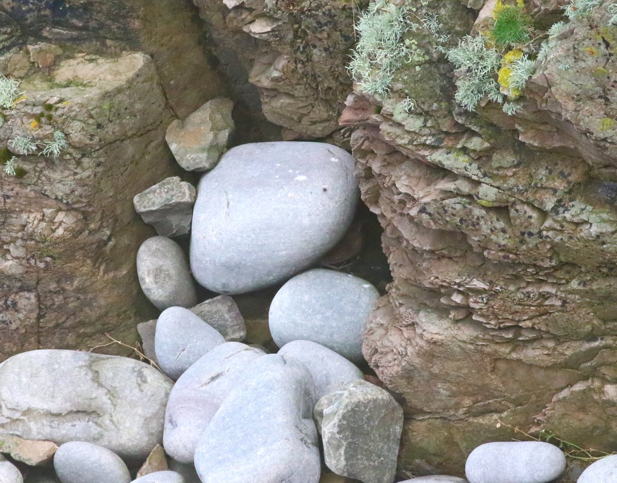 A few birds in typical Fair Isle habitat from today. Radde's Warbler, Yellow-browed Warbler, Little Bunting, and a spot the Corncrake at the bottom of a Geo shot! @FI_Obs