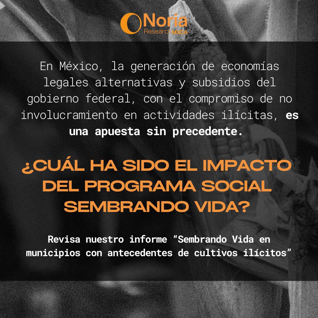 Noria_mxac's tweet photo. 📖 Les dejamos nuestro informe de "Sembrando Vida" para conocer el impacto del programa en cultivos ilícitos y violencia.

Español: https://t.co/mK4Vn1PmeT

English: https://t.co/7Egd0VYZ2h https://t.co/5RprKVbXOQ