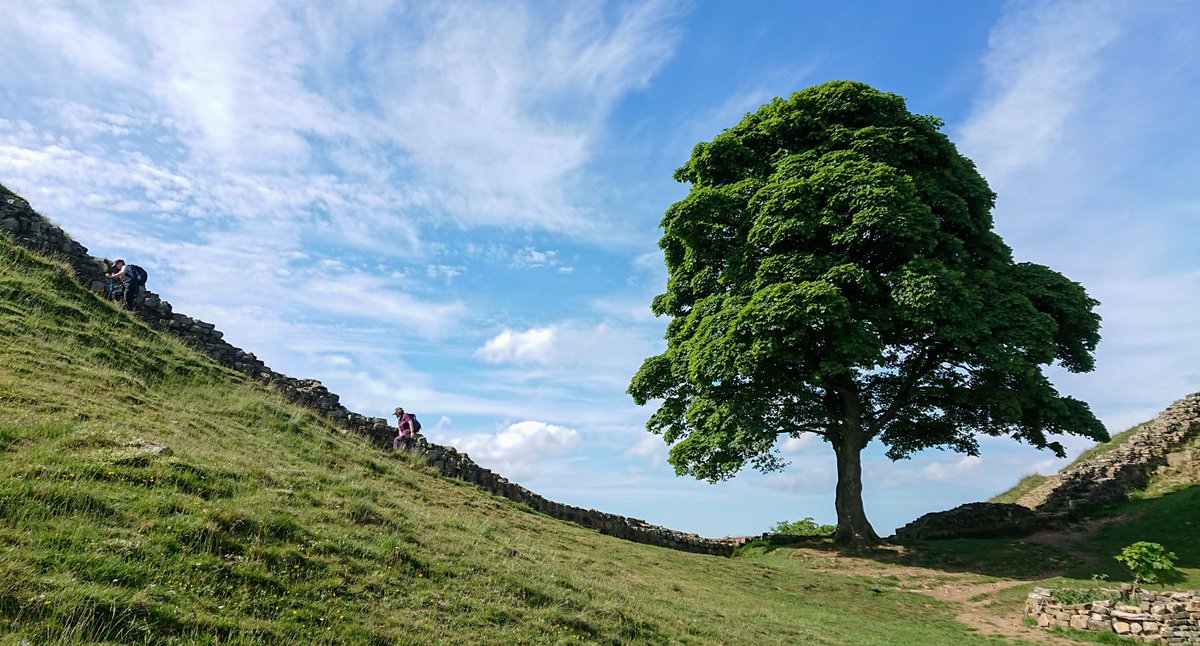 Didn't expect to have 'Mourn a Tree' on today's Emotions Bingo Card #SycamoreGap 

Why not take the opportunity to make a donation to the National Trust's 'Plant a Tree' initiative? nationaltrust.org.uk/support-us/pla…

Photo: Gordon Leggett / Wikimedia Commons