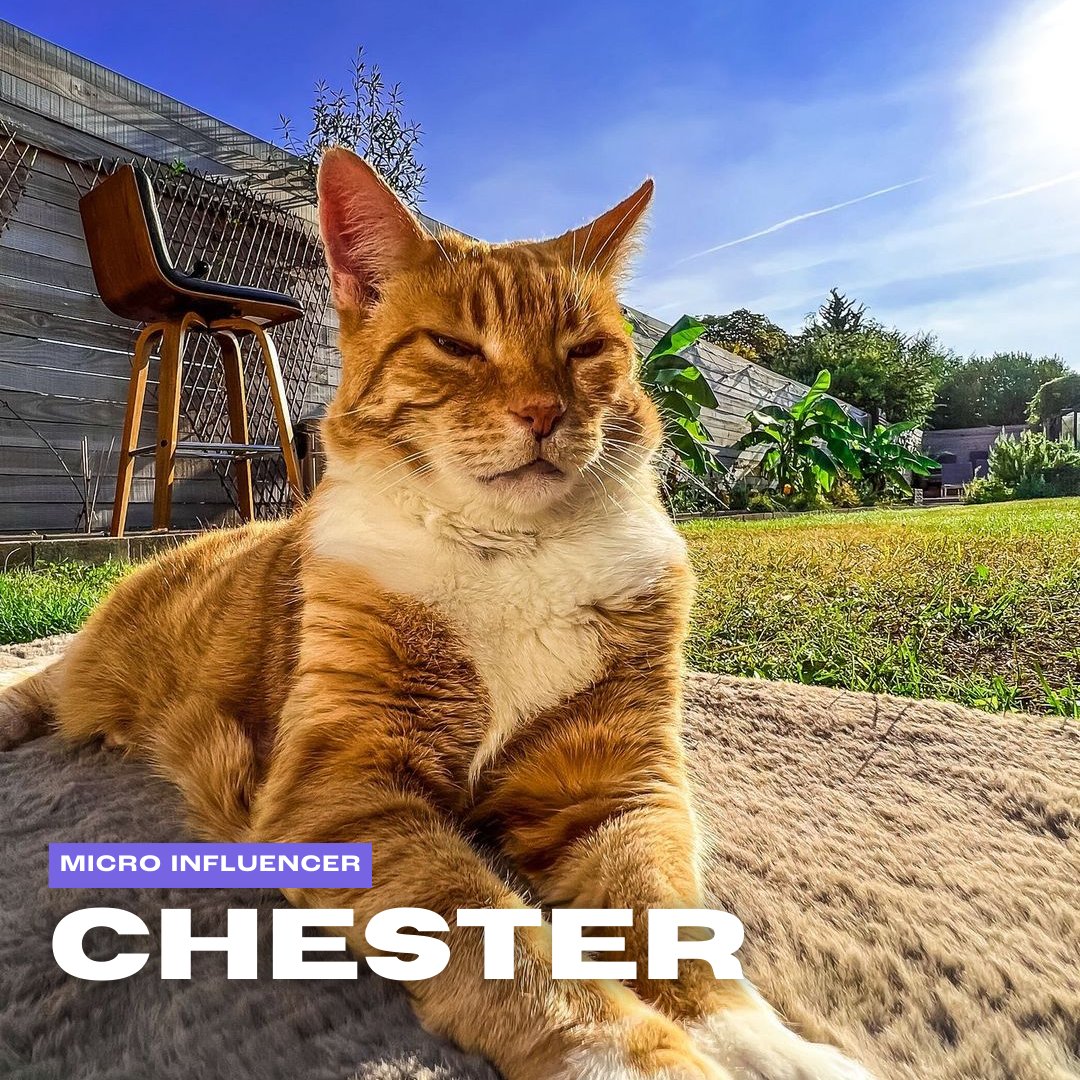 UrbanPawsandCo's tweet photo. 🐾 Meet Chester! 🌟

This charismatic cat influencer has taken the online world by storm, captivating audiences on TikTok and Instagram with stunning visuals, adorable portraits, and educational reels. https://t.co/Py3KUPkVrC